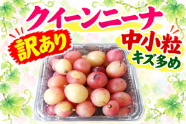 ✨️♥️中小粒クイーンニーナ♥️✨️
訳ありご家庭用【約500g✕２Ｐ】