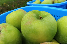 【化学合成農薬約60%削減】グラニースミス（5kg☆14〜20玉入り）クッキングアップルの定番青りんご！