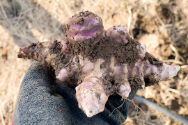 【土付きでお届け！】生菊芋  紅菊芋10kg 長期保存可能 宮城県産 シャキシャキ食感 生きくいも 菊芋 赤菊芋 栽培中農薬不使用  自然栽培 化学肥料不使用 キクイモ きくいも 皮ごと食べれる 生食