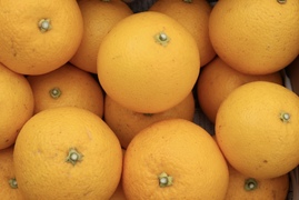 栽培期間中肥料農薬不使用！自然農法 八朔 (はっさく) 10kg