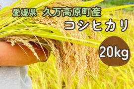 【令和7年産】【とまほっぺ】コシヒカリ・精米 20kg｜愛媛・久万高原直送