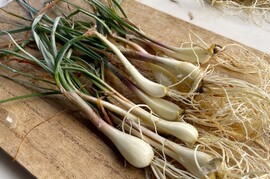 【春限定・希少】宮城産 若採りらっきょう エシャレット 300g 栽培期間中農薬不使用  朝掘り 4月終了