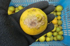 【訳あり １０k　果汁たっぷり完熟】カボス　大分県産　農薬不使用(自然栽培)