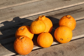 ワケアリ！『不知火』3.5kg 
キズ、黒点あります。サイズバラバラです！