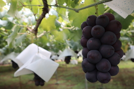 人気の黒玉！山梨県産『種なし巨峰』２ｋｇ（4～5房）