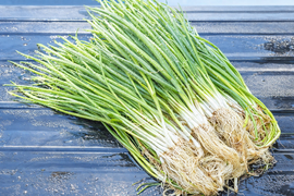 【固定種】『葉ネギ(下仁田ネギver)』(たっぷり800g)