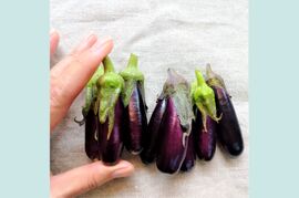 【有機JAS認証・固定種】ミニなす リトルフィンガー 1kg 南アルプスの有機野菜