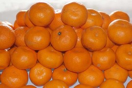 【美味】青島みかんM/Lサイズ糖度12度(4kg)和歌山産冷蔵便