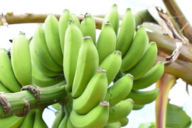 【予約販売！！】とってもフルーティー！！農薬不使用で育てたやんばるの島バナナ（1kg）