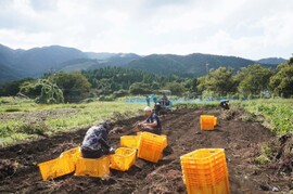 【但馬の大自然からお届け…】安納芋２０ｋｇ(箱入)　10月以降～発送予定！　熟成期間１ヶ月超！　さつまいも！　栽培期間中農薬不使用！