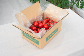 ＜甘さと酸味の絶妙なバランス＞フルーツトマト「フルティカ」1kg×1箱 ～お試し価格！ぜひ一度ご賞味ください～