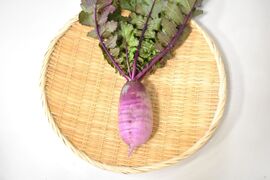 和らぎ農法　紫大根　大（1～2本）
