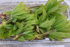 予約販売【天然です。】岡山県新見市産　コシアブラ　250g