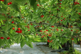 紅秀峰《特秀品》2Lサイズ以上｜栗原果樹園から旬を直送！山形県産さくらんぼ 500g