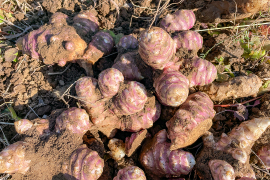 【種芋・今だけ】紅菊芋 種芋10kg 3月〜4月植え付け適期 放任栽培◎