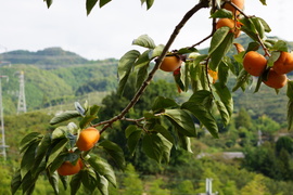 みんなで秋をかじろう！和歌山秋の味覚　たねなし柿　家庭用　お得な大容量 大箱(100サイズ)30～40個入　※10月3日から順次発送です。