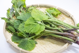 天然山菜 「あいこ500ｇ」くせのないみずみずしい山菜 おひたし、胡麻和え、お味噌汁等に最適