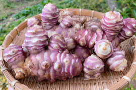 【順次発送！】紅きくいも 菊芋 栽培中農薬不使用 宮城県産 500g