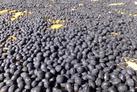 北アルプス山麓ブランド　玉大黒　自然栽培　黒豆（500g）