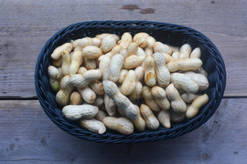 【今が旬】千葉県産おおまさり！農薬不使用（1kg）