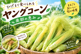 【１０月出荷予定分】ヤングコーン【約2.5kg】