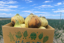 サラダで焼きで！あなた史上『1番美味しい玉ねぎ』になりたい【オニまる】約10キロ入