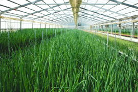 水耕栽培　小ねぎ　業務用　1㎏　クール便でお送りします。