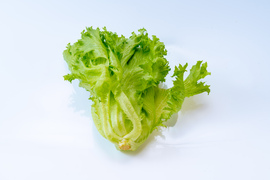 5kg【イチオシ】シャキシャキ！大人気 フリルレタス  [5kg] 株のまま 大量 業務用