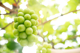 🏆全国ぶどう選手権入賞🏆ぷりっと甘〜い！家庭用！朝採りシャインマスカット2kg以上(3〜5房) (贈答用・熨斗対応可)