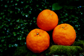 【香り豊かな甘ぷり】ポンカン　5kg　愛媛県産ポンカン