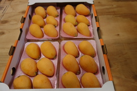みずみずしい甘さは初夏の味！長崎市産露地びわ「千々（ちぢ）んびわ」１ｋｇ 少し小ぶりなＬサイズ(24玉）でお届け
