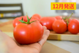【先行予約10%割】【訳あり】冬春トマト生産量日本一の熊本県八代市産規格外トマト4kg《11月末で受付終了》ご購入していただきました順に「12月」に順次発送いたします。