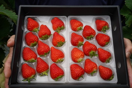 【冬仕立て】あまひめ｜自然の力で育つ、心と体が喜ぶ濃厚いちご〈信州産〉