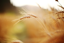 京都産自然栽培小麦（全粒粉）強力粉　5kg一括紙袋梱包