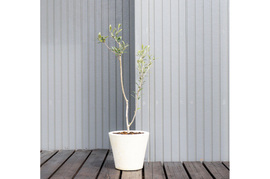 オリーブ 鉢植え 「セントキャサリン」 シンボルツリー 観葉植物