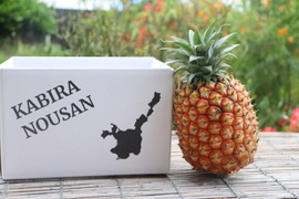 【最高級】 石垣島産 ゴールドバレル 1玉 パイナップル