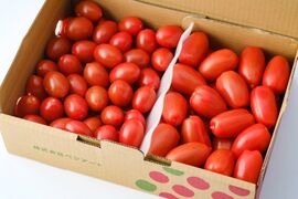お試し価格！イタリアントマト２種詰合せ　シシリアンルージュ＆サンマルツァーノリゼルバ（合計2kg）【トマト食べ比べ】