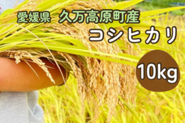【令和7年産】【とまほっぺ】コシヒカリ・精米 10kg｜愛媛・久万高原直送
