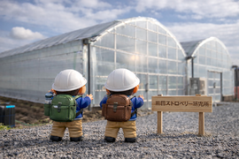 【加工用いちご】たっぷり１箱！ジャム・スムージー用ミックスいちご　３色ミックス　２㎏