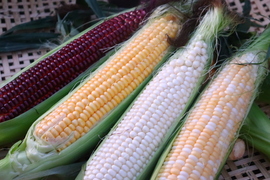 【福袋2025】3種類のとうもろこしの食べ比べ10本入り