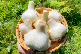【自然栽培・農薬不使用】宮城県産ジャンボにんにく 約1kg 香り控え目 ホクホク食感