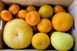 【自然栽培】【柑橘食べ比べ】　7種限定2０セット