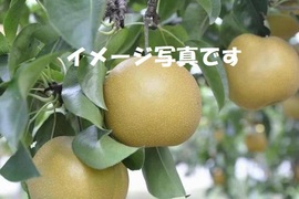 先行予約！長野県産、日本の幸せな梨
【幸水】こうすい 赤梨。７〜１１玉。