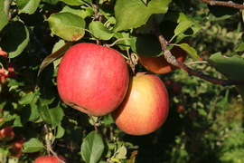 【完売】葉とらずふじ 当園の１番人気りんご！ 家庭用 2.5kg (6〜12玉)