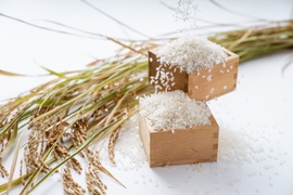 【令和5年度産精米】🌾長崎県認定特別栽培米ひのひかり5㎏🌾宮下さんちのおいしいお米