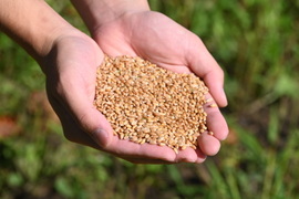 2023年産キタノカオリ 4kg　オーガニック（有機）玄小麦　※小麦粉じゃないよ