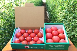 【予約で割引】トマト食べ比べセット - フルーツトマトと大玉トマト それぞれ1kg｜食べ比べ