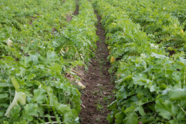 鴨庄村のりょう農園へのレビュー・商品:兵庫県|食べチョク|産地直送(産直)お取り寄せ通販 農家・漁師から旬の食材を直送