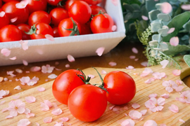 【甘くて芳醇ご褒美ミニトマト】　寒暖差で甘みが凝縮した今が旬！太陽の光をたっぷり浴びて育った高糖度ミニトマトをギフト箱でお届けします！自分へのちょっとしたご褒美、大切な方への贈り物にも！　2kg×1箱