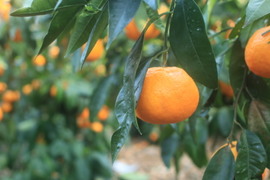 はるのみかんカラマンダリン　お得用5キロ×1箱